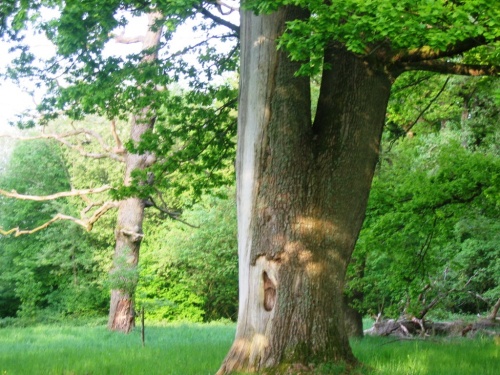 Eichenhain